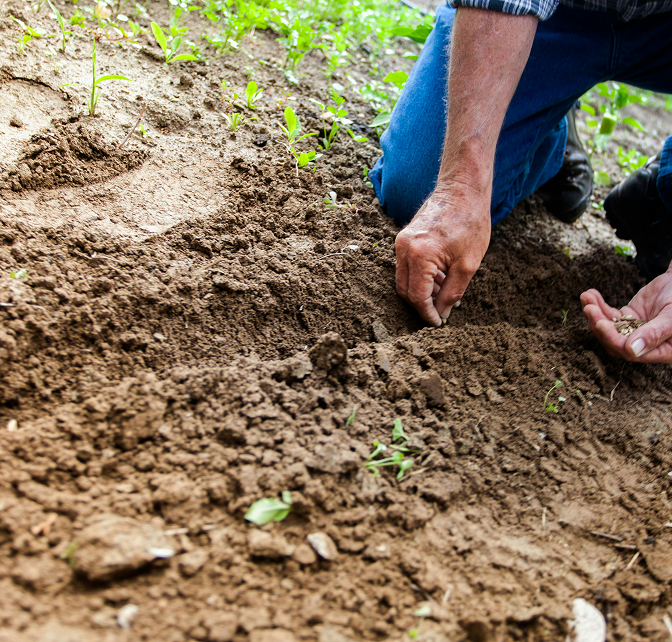 Man planting a seed