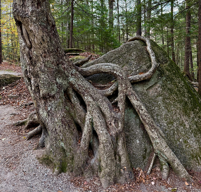 Tree attached to a rock