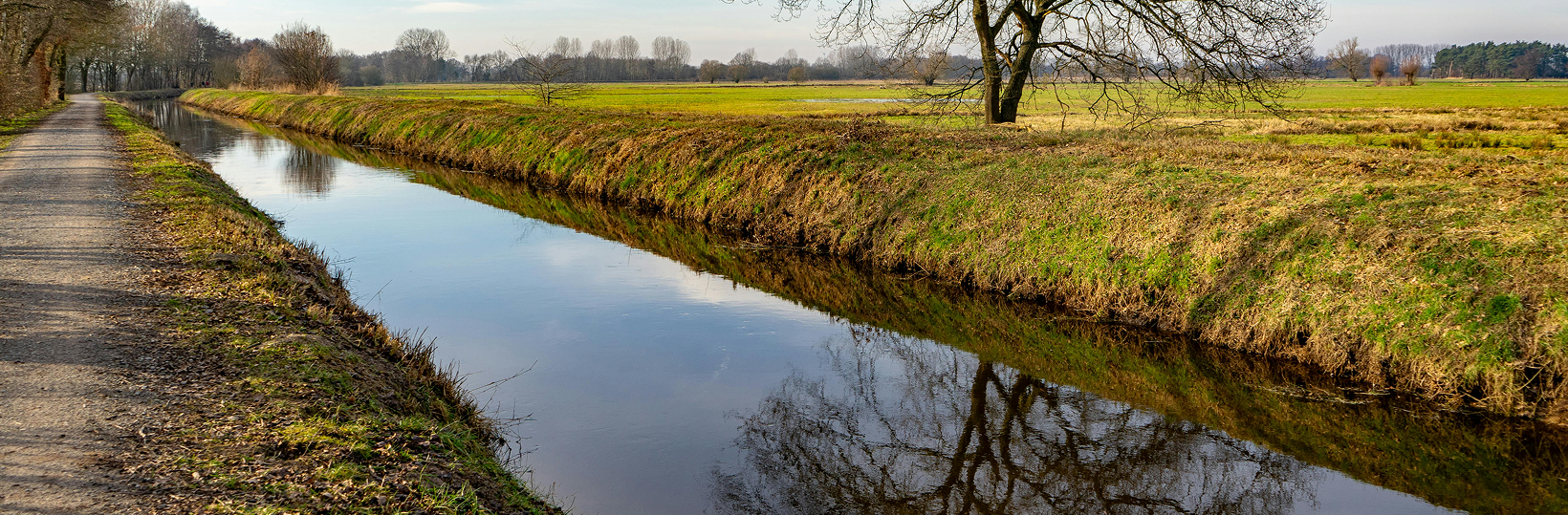 Trees reflection Trees reflection