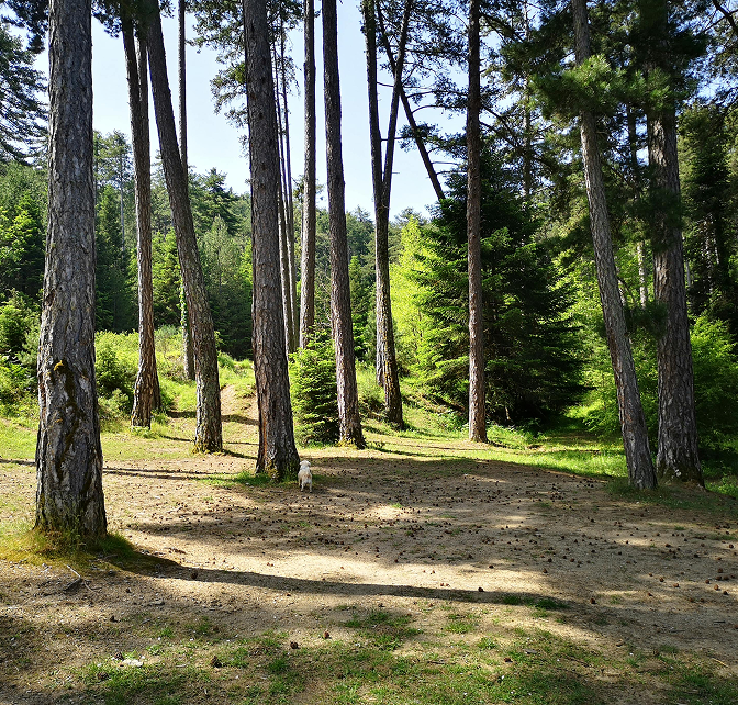 dog in forest dog in forest