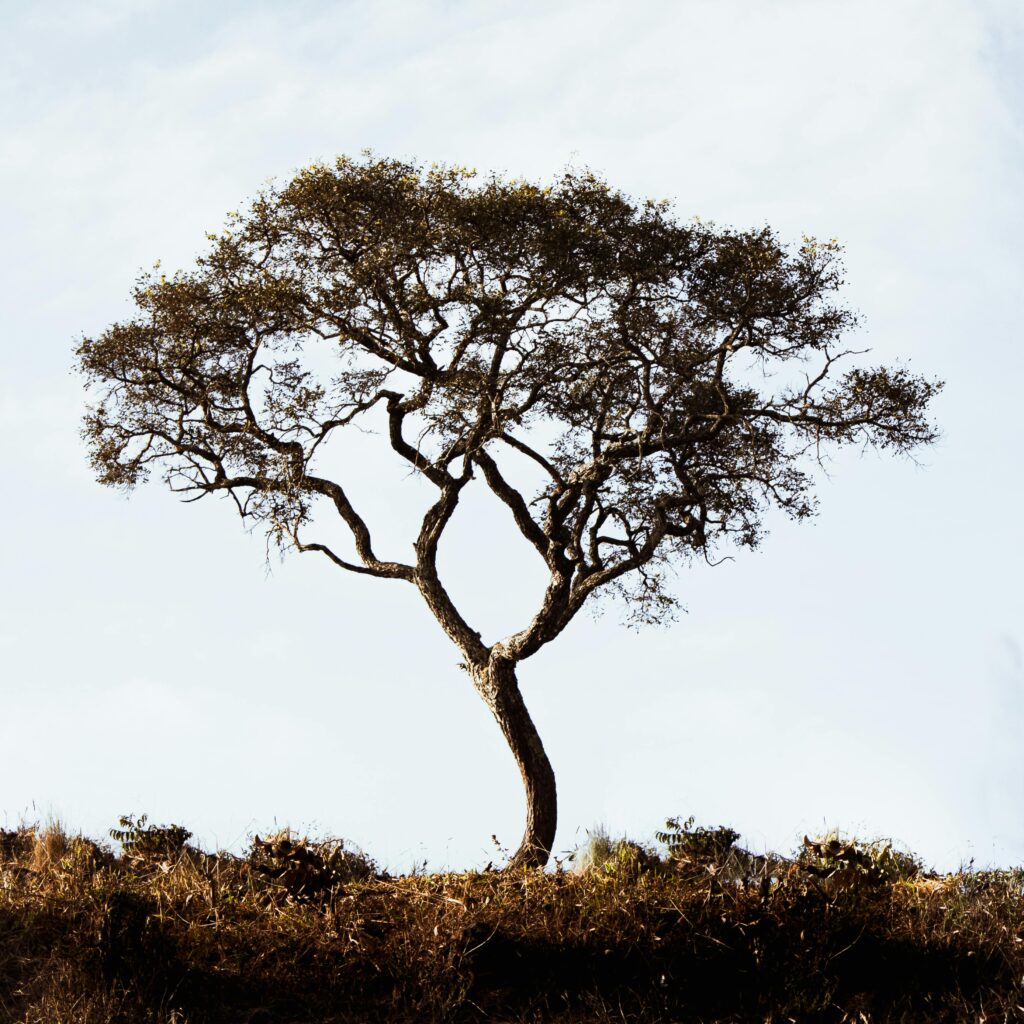 Individual Therapy in The Woodlands Texas